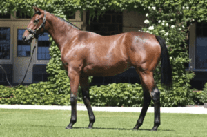 Sires that have runners in the Everest